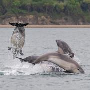 The baby dolphins spotted off New Quay