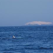 The Rossi's Dolphin that was spotted off Grassholm