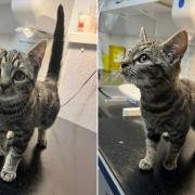 This tabby kitten was found in Penarth