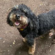 A dog who was kidnapped after a woman was followed and targeted by thieves is believed to be in the South Wales area