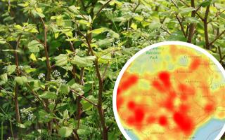 See the areas in South Wales where you will find the most cases of Japanese Knotweed.
